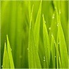 冰心雨露@