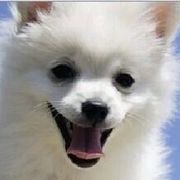 q`新哥