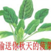 菠菜豆腐h