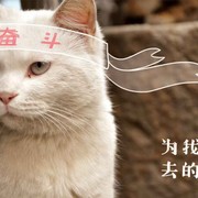 摔.哥海报