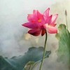 叶子@@海报