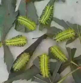 感冒停播一天主播照片