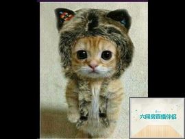 诗意卡主播照片
