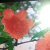 静待花开d的头像