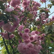 蔷薇～蔷薇海报