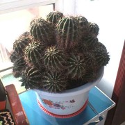 啊志9240105