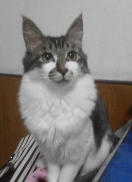 niko^喵小姐主播照片