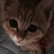 猫咪道士