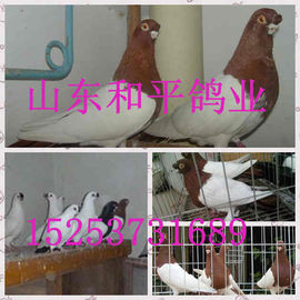 山东和平爱鸽人主播照片