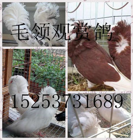 山东和平爱鸽人主播照片