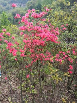 神农架.山妹妹主播照片