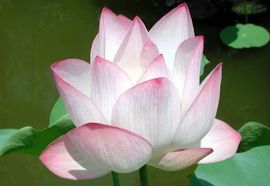 冰爷守护辰宝主播照片