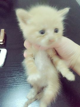 小小西521主播照片