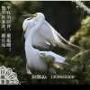 浮生一梦。7海报