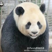 海参虾仁馅海报