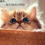 我的女孩你别惹海报