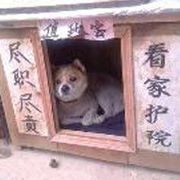 看热闹不说话~海报