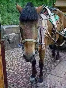 九小九，主播照片