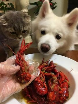 ❥❥欣欣ღ主播照片