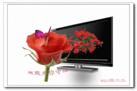 六柳楼主播照片