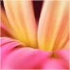 花花人生r