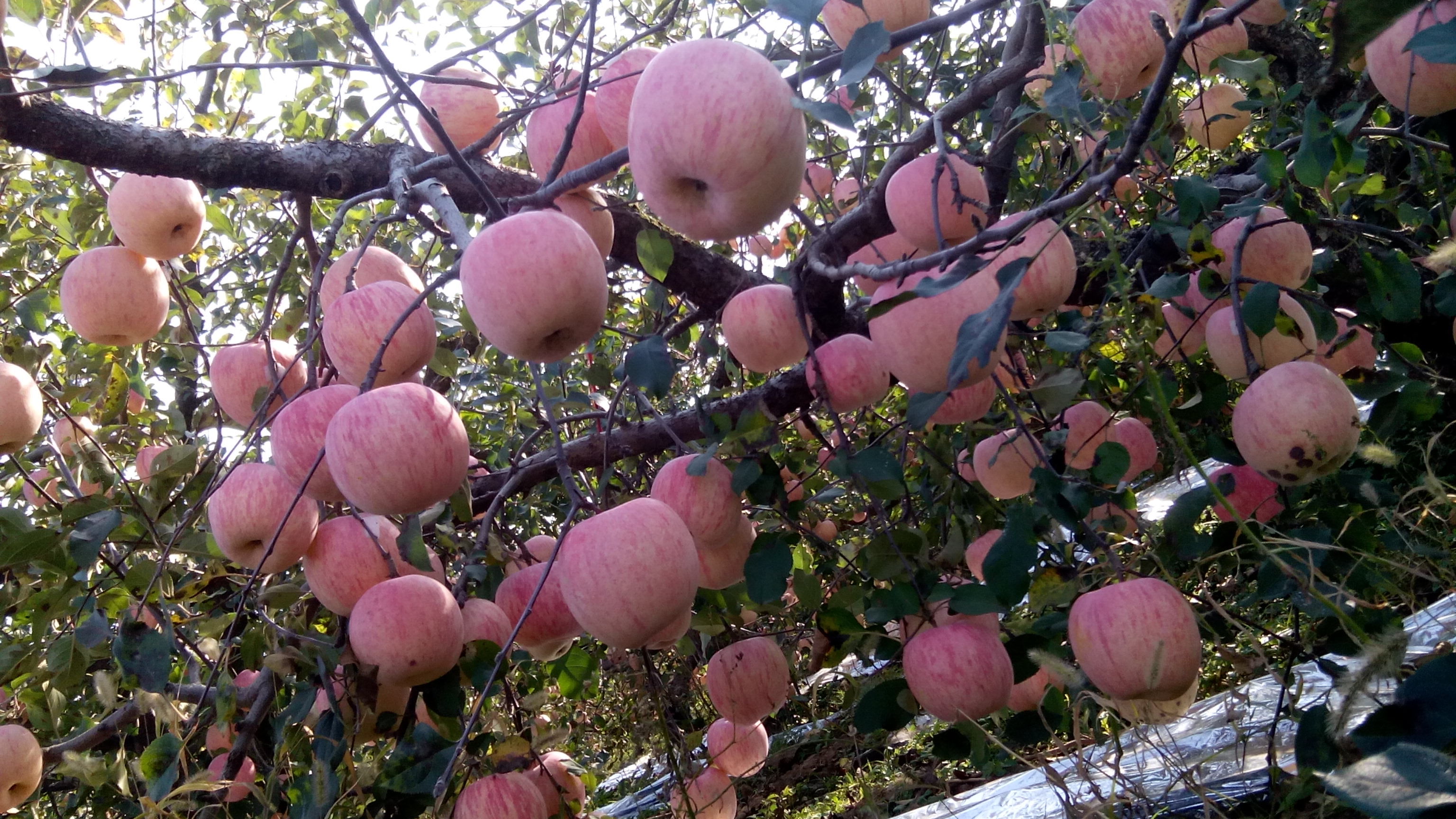 富士苹果王r的主播照片