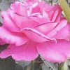 爱你到永远5e