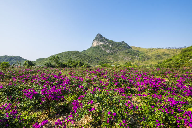桂林花海景区的主播照片