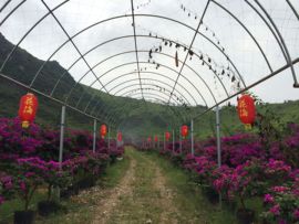 花海旅游主播照片