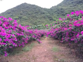 花海旅游主播照片