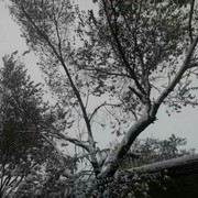 冷雨随风丶