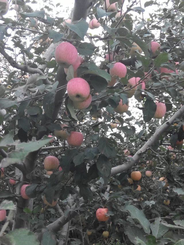 に*水果大王*に的图片