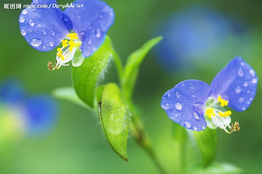 紫色👹龙腾的主播照片