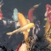 惜缘kh0海报
