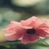笨菠菜~海报