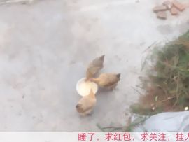 😱……主播照片