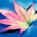 枫__诺