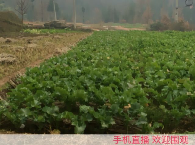 射手提莫的主播照片