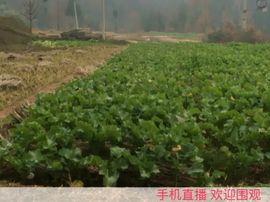 射手提莫主播照片