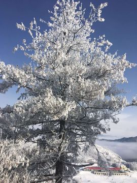 神农架.山妹妹主播照片