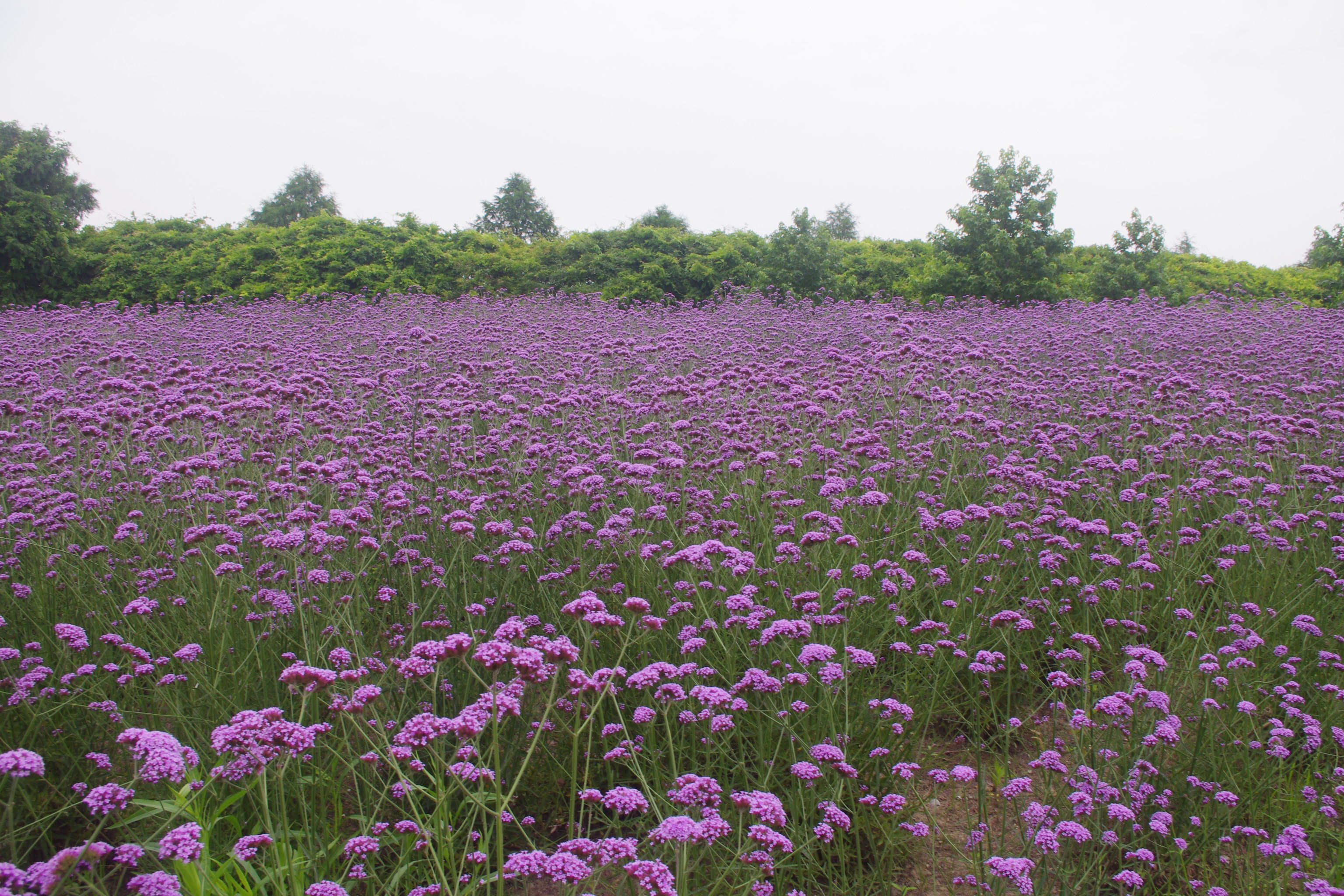 ♬草盖木╰☆的图片