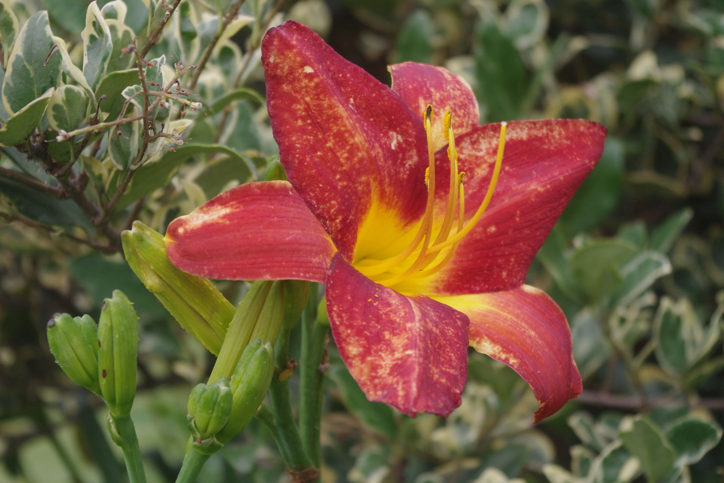 ♬草盖木╰☆的图片