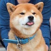 大石石石海报