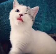 咩咩猫🐾海报