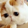 幸运仙子
