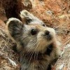 鸭蛋阿