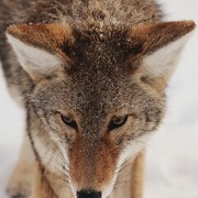 东北有情🐺狼