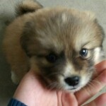 李缘儿