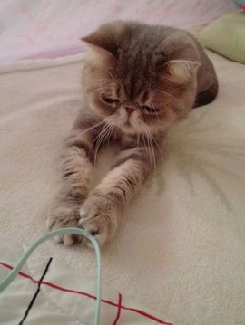 ●﹏豆喵♪♫baby主播照片