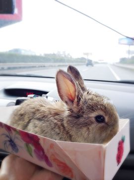 ●﹏豆喵♪♫baby主播照片